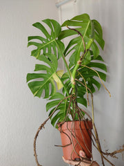 Monstera Aurea