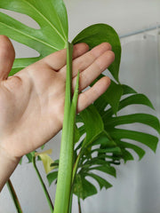 Monstera Aurea