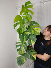 Monstera Aurea