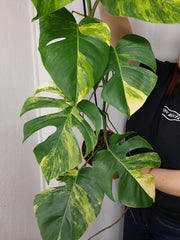 Monstera Aurea