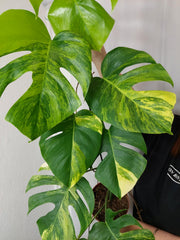 Monstera Aurea