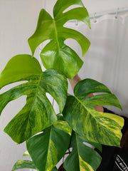 Monstera Aurea