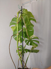 Monstera Aurea