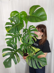Monstera Aurea