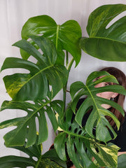 Monstera Aurea