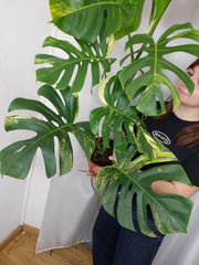 Monstera Aurea
