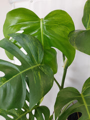 Monstera Aurea