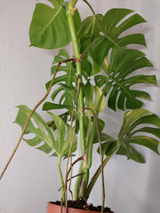 Monstera Aurea