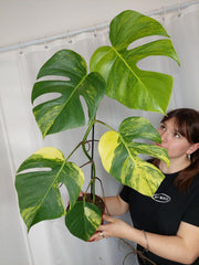 Monstera Aurea