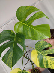 Monstera Aurea