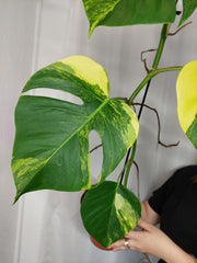 Monstera Aurea