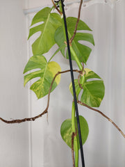 Monstera Aurea