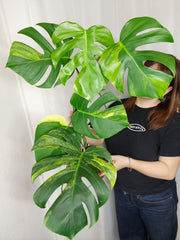 Monstera Aurea