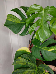 Monstera Aurea