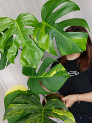 Monstera Aurea