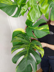 Monstera Aurea