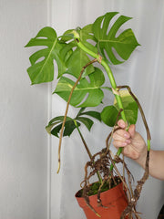 Monstera Aurea