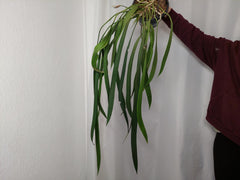 Anthurium Vittarifolium groß