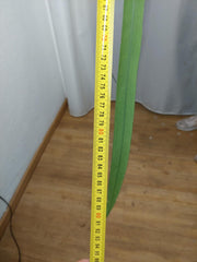 Anthurium Vittarifolium groß