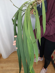 Anthurium Vittarifolium groß