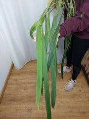 Anthurium Vittarifolium groß