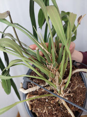 Anthurium Vittarifolium groß