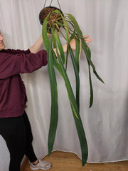 Anthurium Vittarifolium groß