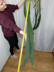 Anthurium Vittarifolium groß