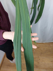 Anthurium Vittarifolium groß