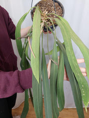 Anthurium Vittarifolium groß