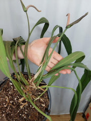 Anthurium Vittarifolium groß