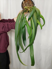 Anthurium Vittarifolium groß