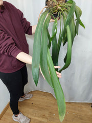 Anthurium Vittarifolium groß