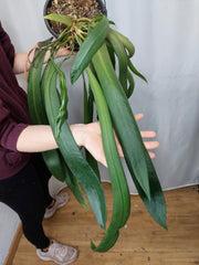 Anthurium Vittarifolium groß