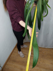 Anthurium Vittarifolium groß
