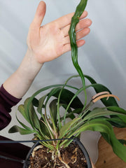 Anthurium Vittarifolium groß
