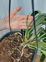 Anthurium Vittarifolium groß