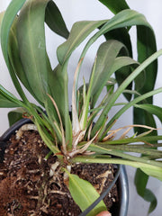 Anthurium Vittarifolium groß