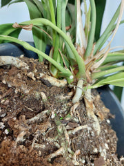 Anthurium Vittarifolium groß