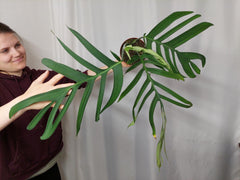 Monstera Croatii