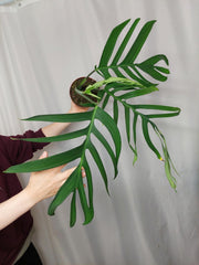 Monstera Croatii