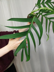 Monstera Croatii