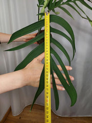 Monstera Croatii