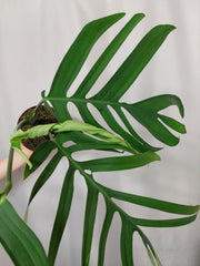 Monstera Croatii