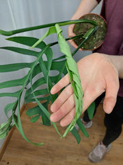 Monstera Croatii