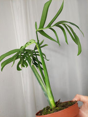 Monstera Croatii