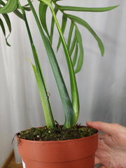 Monstera Croatii