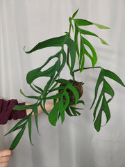 Monstera Croatii