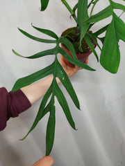Monstera Croatii