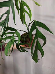 Monstera Croatii